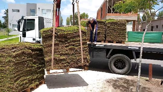 Grama bahiana en Pilar